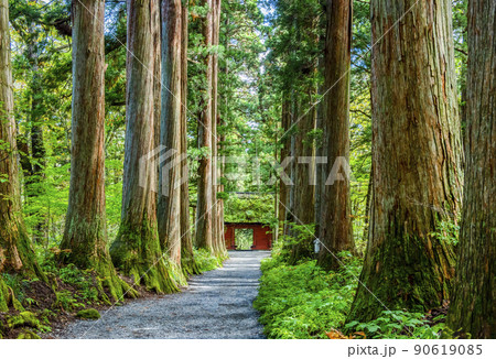 戸隠神社奥社　参道の杉並木と随神門 90619085