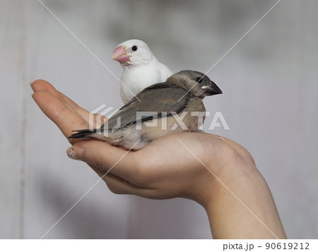 手に乗る文鳥 手に乗る文鳥 90619212