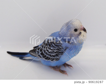 セキセイインコ セキセイインコ 90619287