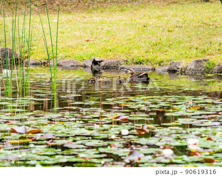 かわいい初夏の景色　スイレンの咲く池のカルガモ家族 90619316