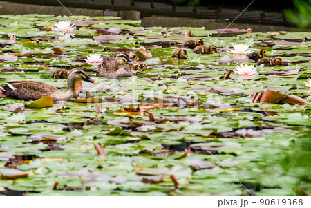 かわいい初夏の景色　スイレンの咲く池のカルガモ家族 90619368