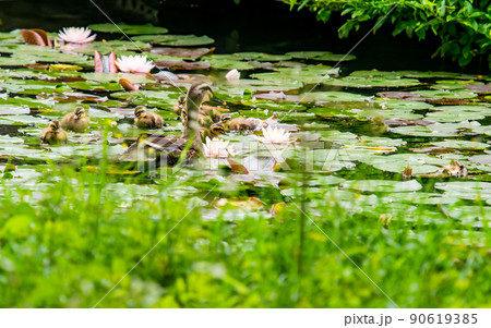 かわいい初夏の景色 スイレンの咲く池のカルガモ家族 かわいい初夏の景色 スイレンの咲く池のカルガモ家族 90619385