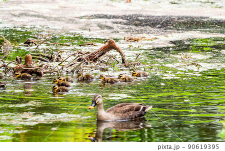 かわいい初夏の景色　スイレンの咲く池のカルガモ家族 90619395