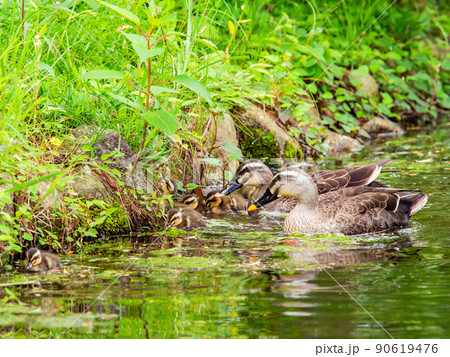 かわいい初夏の景色　スイレンの咲く池のカルガモ家族 90619476