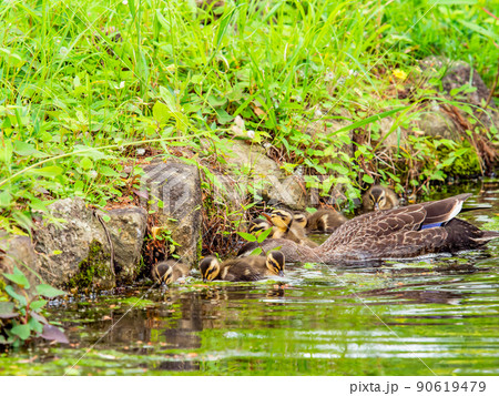かわいい初夏の景色　スイレンの咲く池のカルガモ家族 90619479