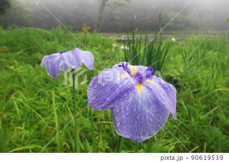 霧雨の沼のそばの花菖蒲の花をクローズアップ 霧雨の沼のそばの花菖蒲の花をクローズアップ 90619539