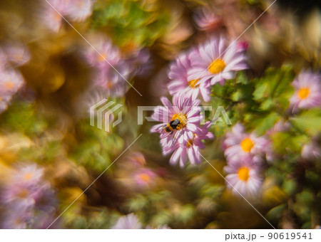 改造オールドレンズで撮影した花のぐるぐるボケの写真 90619541