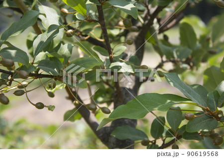 実 植物 葉 90619568