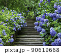 北鎌倉・明月院　参道のあじさいと山門 90619668