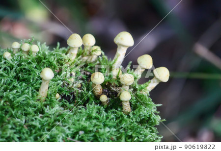 Hypholoma fasciculare poisonous mushrooms in wild forest 90619822
