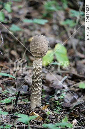 Mushrooms growing in wild forest 90619827