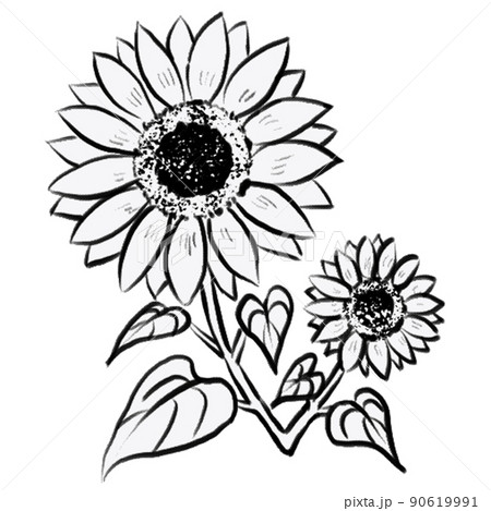 手書き風の向日葵の白黒イラストのイラスト素材
