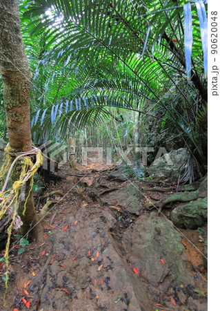 沖縄・石垣島 野底岳トレッキング 沖縄・石垣島 野底岳トレッキング 90620048