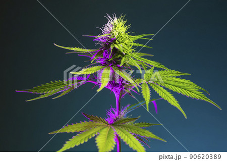 Cannabis plant with big green leaves and flowering bud in colorful purple light. 90620389