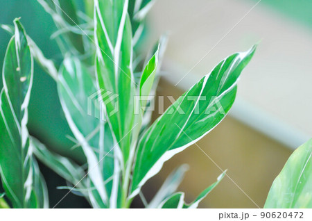 SynonymA sanderae, Variegated Shell Ginger or ZINGIBERACEAE or Alpinia sandrerae plant SynonymA sanderae, Variegated Shell Ginger or ZINGIBERACEAE or Alpinia sandrerae plant 90620472