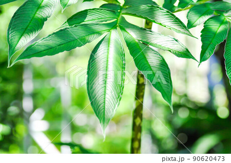 Amorphophallus konjac,Devils tongue plant or Shade palm or Umbrella arum Amorphophallus konjac,Devils tongue plant or Shade palm or Umbrella arum 90620473
