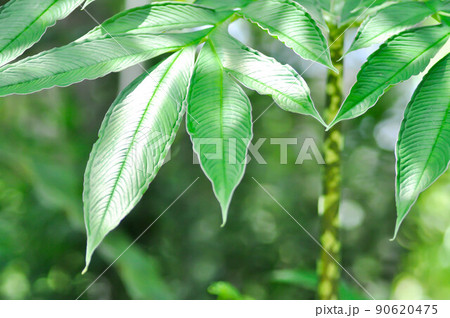 Amorphophallus konjac,Devils tongue plant or Shade palm or Umbrella arum Amorphophallus konjac,Devils tongue plant or Shade palm or Umbrella arum 90620475