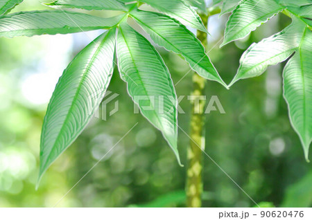 Amorphophallus konjac,Devils tongue plant or Shade palm or Umbrella arum Amorphophallus konjac,Devils tongue plant or Shade palm or Umbrella arum 90620476