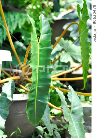 Philodendron billietiae Croat, Philodendron plant Philodendron billietiae Croat, Philodendron plant 90620479