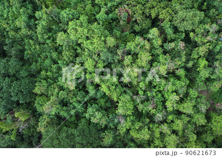 Top view of lush green, tropical rainforest or woodland in the evening 90621673