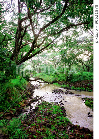 Nice landscape, River in forest background Nice landscape, River in forest background 90621878