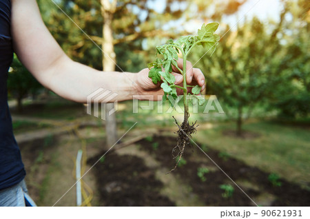 Close-up of a farmer's hand holding a tomato seedlings with soiled roots while planting it in the black soil for cultivating organic tomatoes in the open ground of an eco farm Close-up of a farmer's hand holding a tomato seedlings with soiled roots while planting it in the black soil for cultivating organic tomatoes in the open ground of an eco farm 90621931