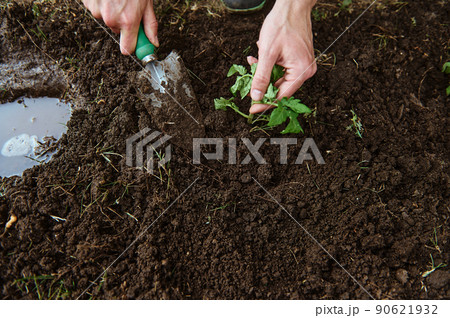 View from above to farmer's hands using garden shovel digs and loosens the black soil while planting tomato sapling in open ground of an eco farm View from above to farmer's hands using garden shovel digs and loosens the black soil while planting tomato sapling in open ground of an eco farm 90621932