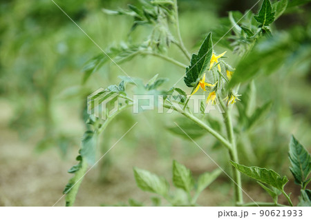 Blooming yellow twigs of tomatoes growing in a flowerbed in open ground. Growth of natural ecological vegetables. Copy space for advertising text Blooming yellow twigs of tomatoes growing in a flowerbed in open ground. Growth of natural ecological vegetables. Copy space for advertising text 90621933
