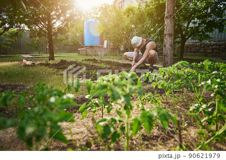 View through blurred tomato seedlings to a male farmer planting to black soil tomato seedlings in the vegetable garden. On the background a watering can for irrigation. Organic farming and spring View through blurred tomato seedlings to a male farmer planting to black soil tomato seedlings in the vegetable garden. On the background a watering can for irrigation. Organic farming and spring 90621979