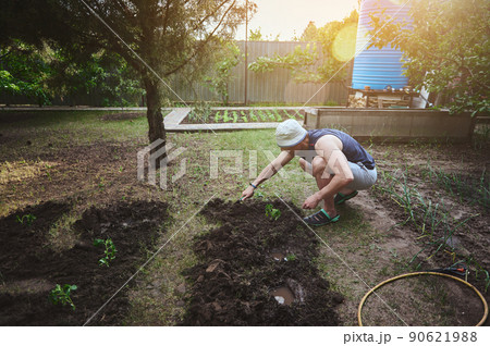 A farmer plants sprouted seedlings in a flowerbed with black soil, grows organic vegetables in an open field. The sun's rays fall on the garden. Eco farming and horticulture concept 90621988