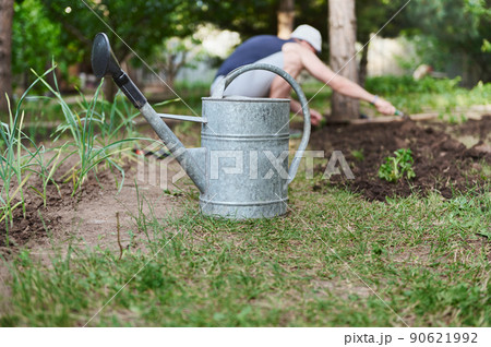 Metal watering can in eco-farm against the background of farmer planting tomato seedlings in black soil in open ground. Garden tools in horticulture 90621992