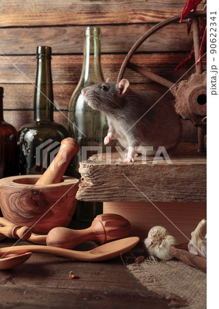Rat on a table in an old shed. 90622341