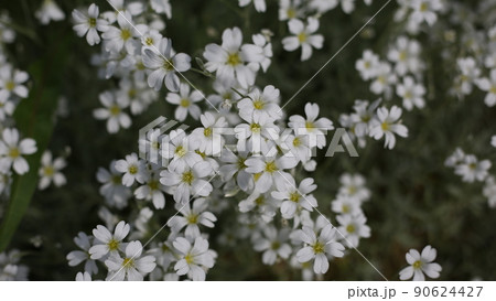 White flowers on the lawn behind the house on a sunny day, garden flower petals for a summer bouquet, floral background White flowers on the lawn behind the house on a sunny day, garden flower petals for a summer bouquet, floral background 90624427