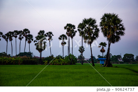 Dongtan Samkhok palm trees and rice fields during sunset in Pathum Thani, Bangkok, Thailand Dongtan Samkhok palm trees and rice fields during sunset in Pathum Thani, Bangkok, Thailand 90624737