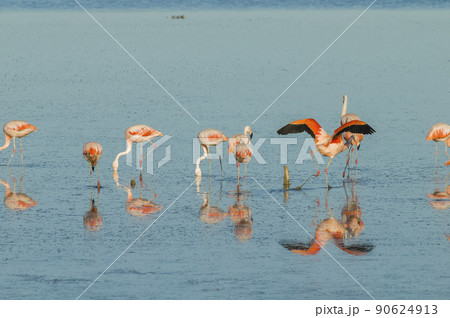 Flock of pink flamingos in a salty lagoon,Patagonia, Argentina 90624913