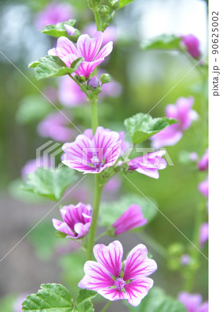 北杜市白州町、ゼニアオイorウスベニアオイの花 90625002