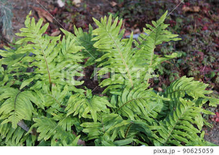 Polypodium cambricum l., early spring in gardens of Zagreb, Croatia 90625059