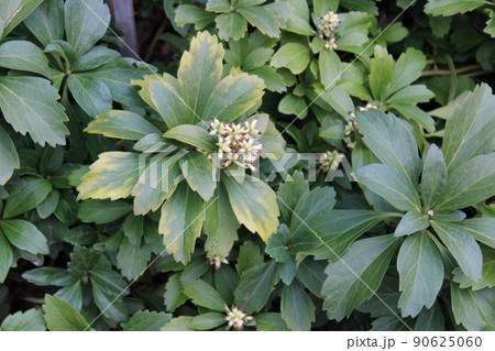Pachysandra terminalis, early spring in gardens of Zagreb, Croatia 90625060