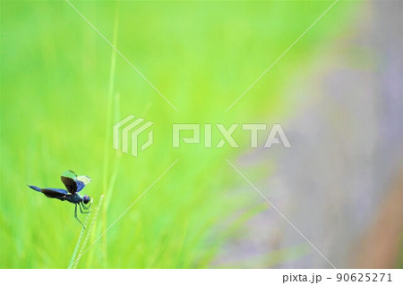 自然の緑の草に止まる黒いチョウトンボ 90625271