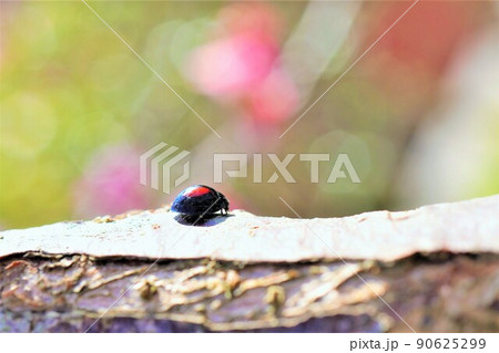 木の枝の上を歩く黒に赤の丸模様のついた小さいナミテントウムシ 木の枝の上を歩く黒に赤の丸模様のついた小さいナミテントウムシ 90625299