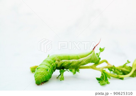 白背景に草から降りる緑色のコスズメ蛾の幼虫 白背景に草から降りる緑色のコスズメ蛾の幼虫 90625310