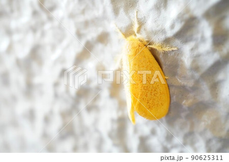 白いぼこぼことした壁に止まる足のふわふわした黄色のゴマフリドクガ 白いぼこぼことした壁に止まる足のふわふわした黄色のゴマフリドクガ 90625311