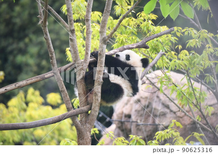 木登りをする赤ちゃんパンダ 90625316