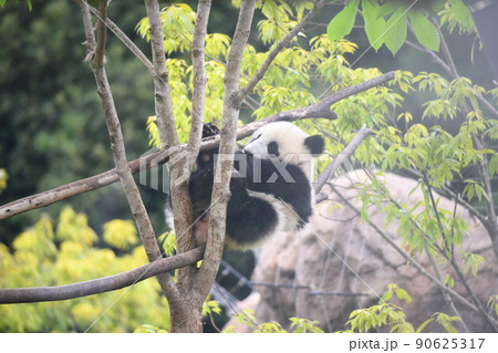木登りをする赤ちゃんパンダ 90625317