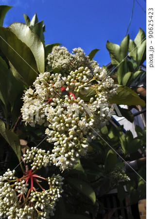 サンゴジュの白い花　 90625423