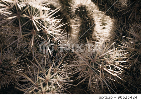 Cactus flower in bloom in Joshua Tree National Park, southern California Cactus flower in bloom in Joshua Tree National Park, southern California 90625424