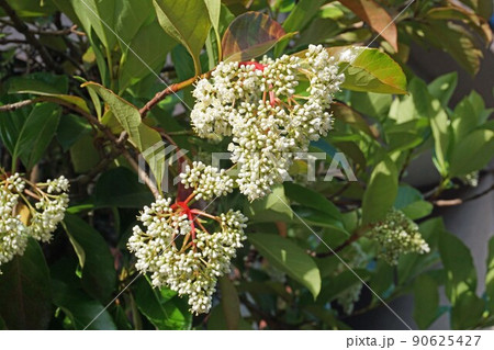 サンゴジュの白い花 サンゴジュの白い花 90625427