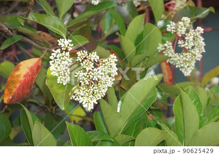 サンゴジュの白い花 サンゴジュの白い花 90625429