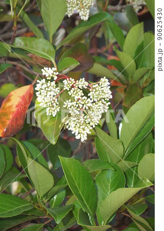 サンゴジュの白い花 サンゴジュの白い花 90625430