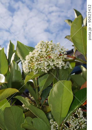 サンゴジュの白い花 サンゴジュの白い花 90625432
